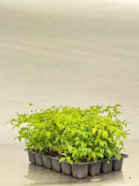 Nandina firepower